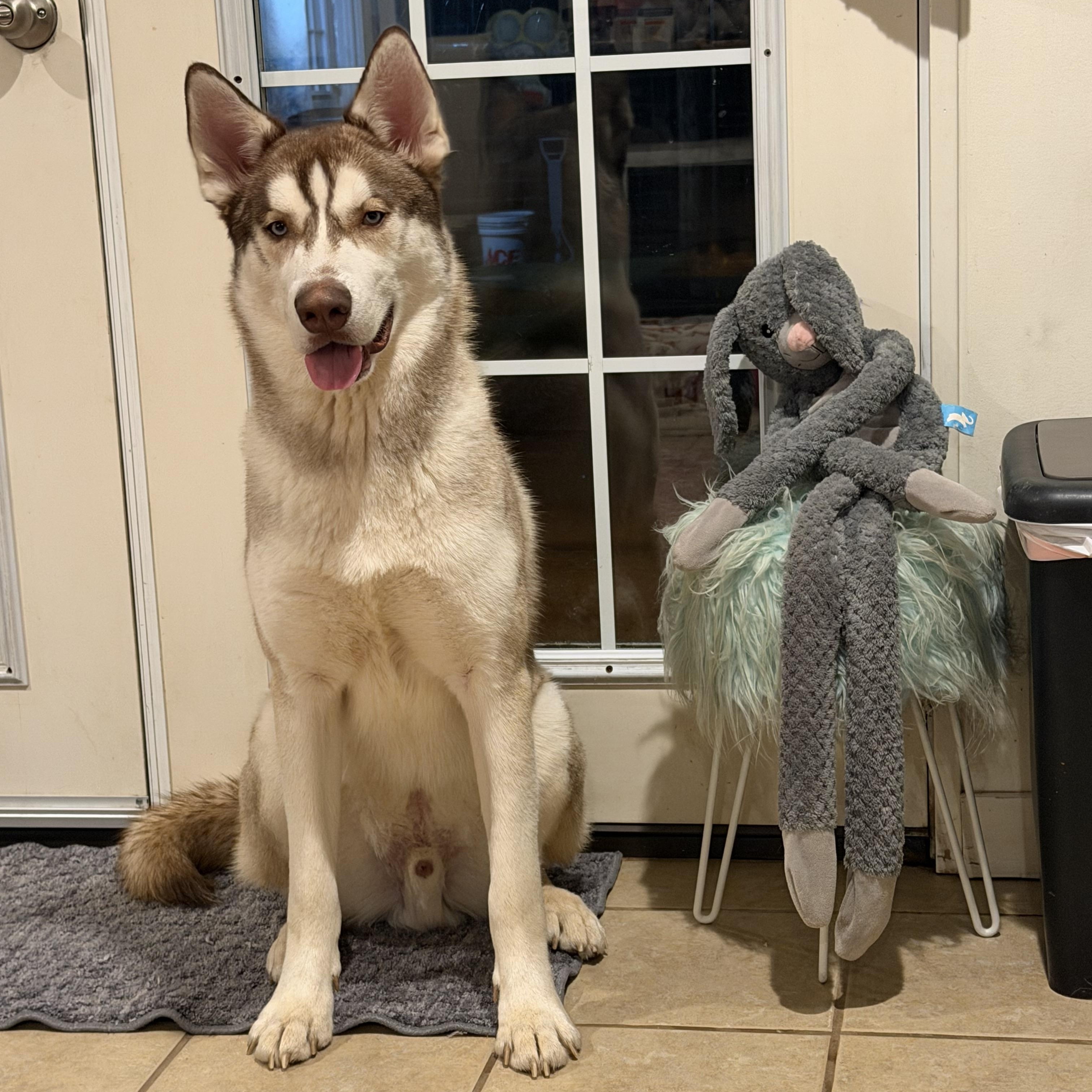 Enlarge Sunny , an adopted Siberian Husky in Spring City, PA image 3/6