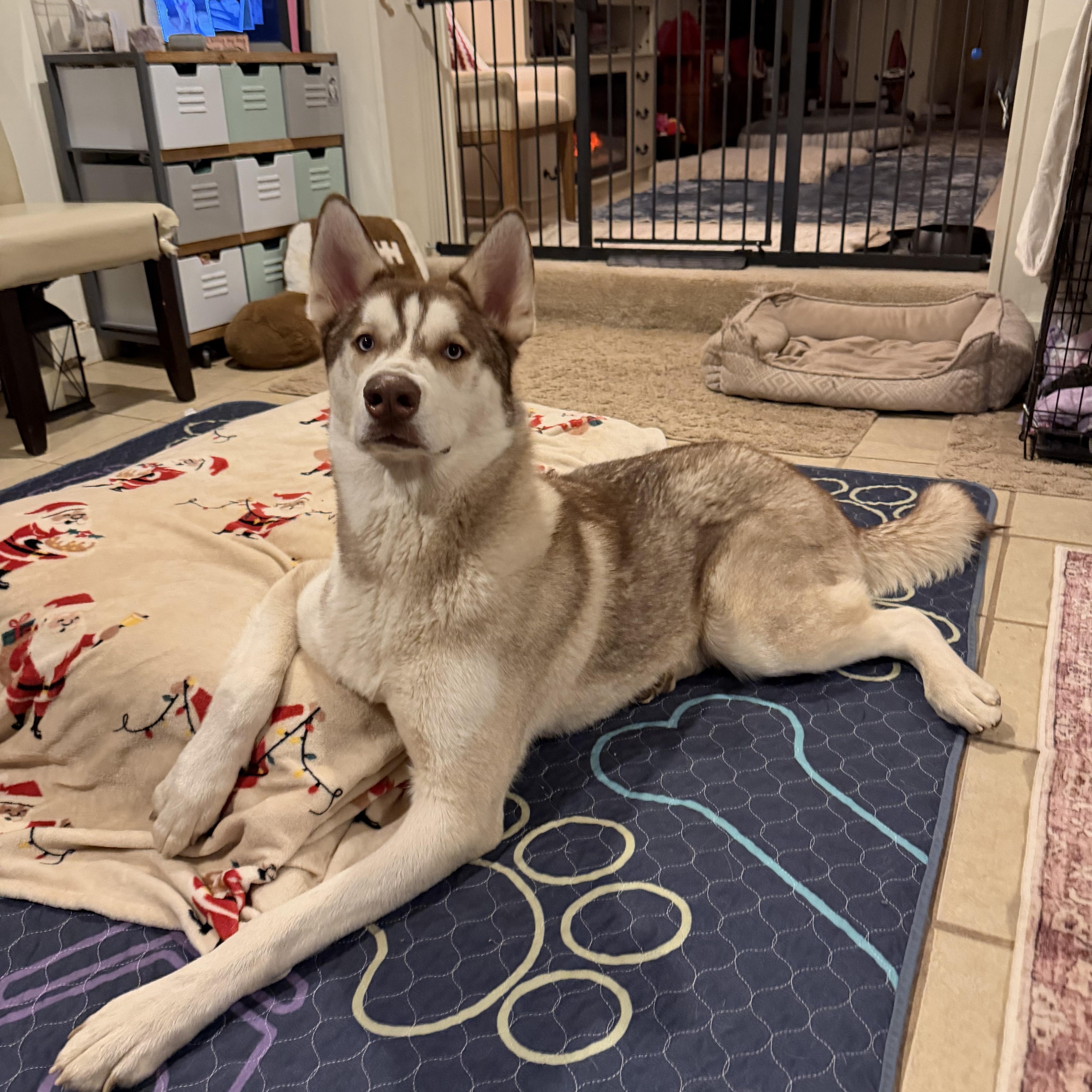 Enlarge Sunny , an adopted Siberian Husky in Spring City, PA image 6/6