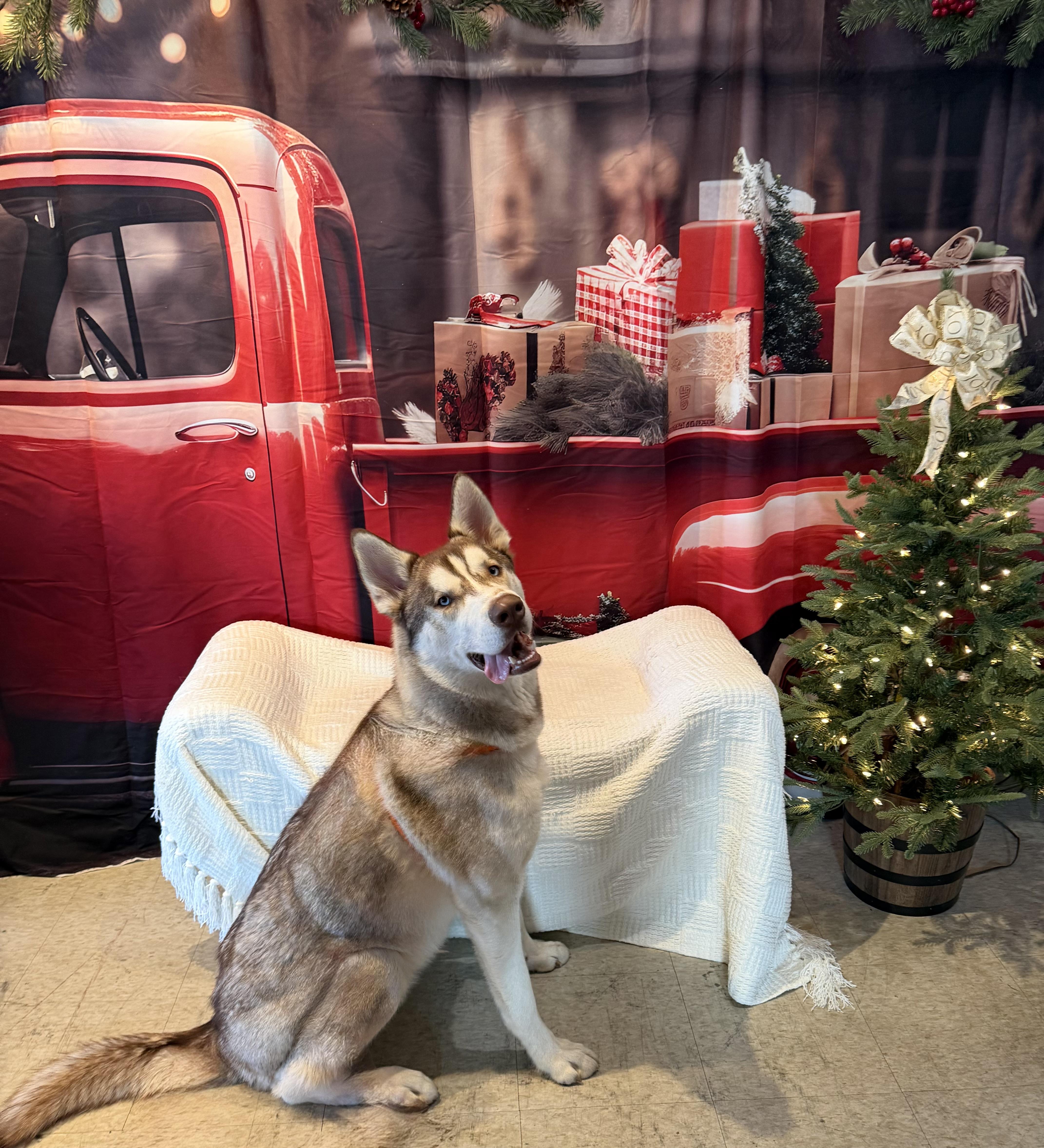 Sunny , adoptable, Young Male Siberian Husky.