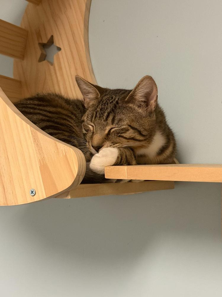 Jack, a Adoptable Domestic Short Hair in Milltown, NJ image 1/3