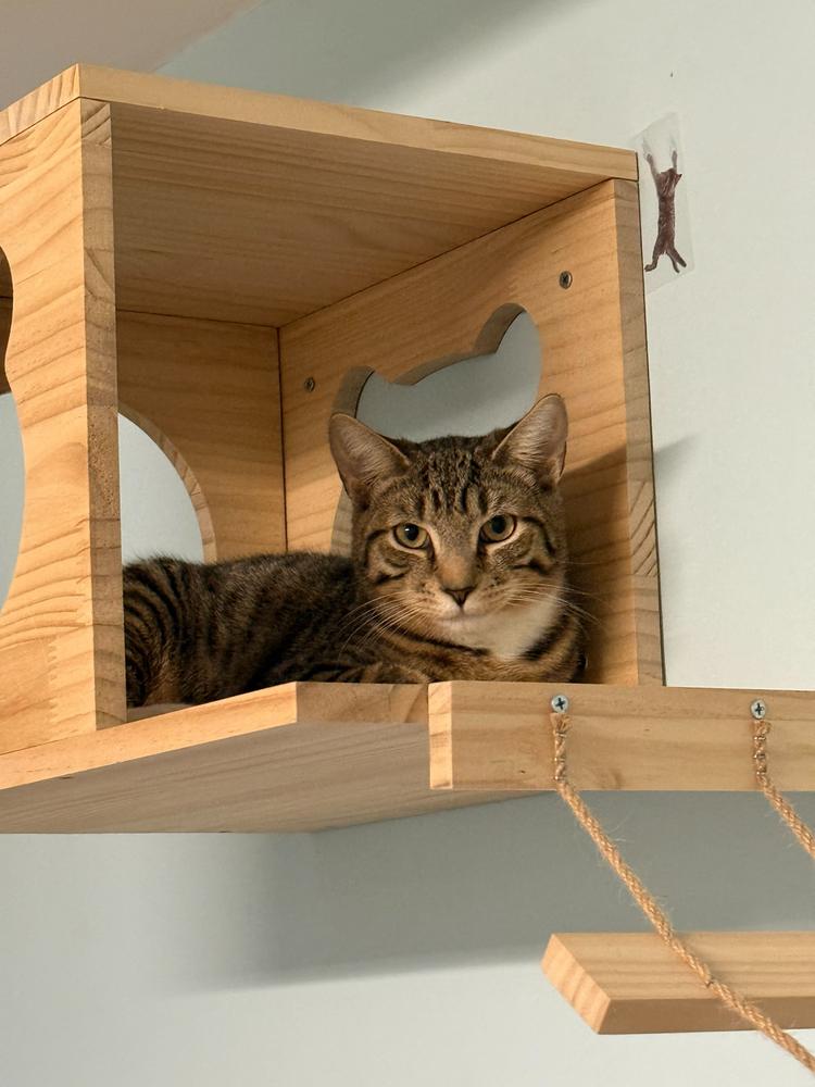 Jack, a Adoptable Domestic Short Hair in Milltown, NJ image 2/3