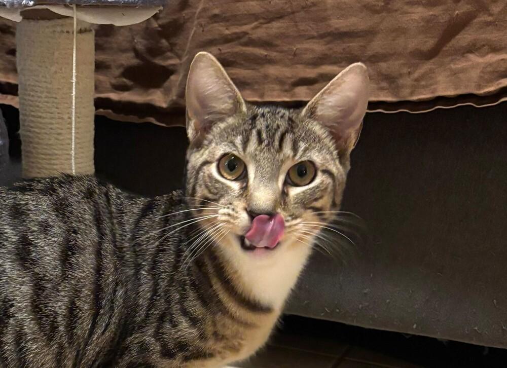 Jack, a Adoptable Domestic Short Hair in Milltown, NJ image 3/3