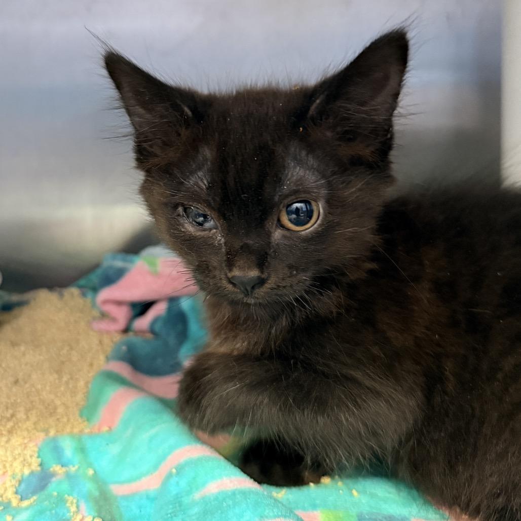 Zooble, Adoptable, Kitten Female Domestic Short Hair.