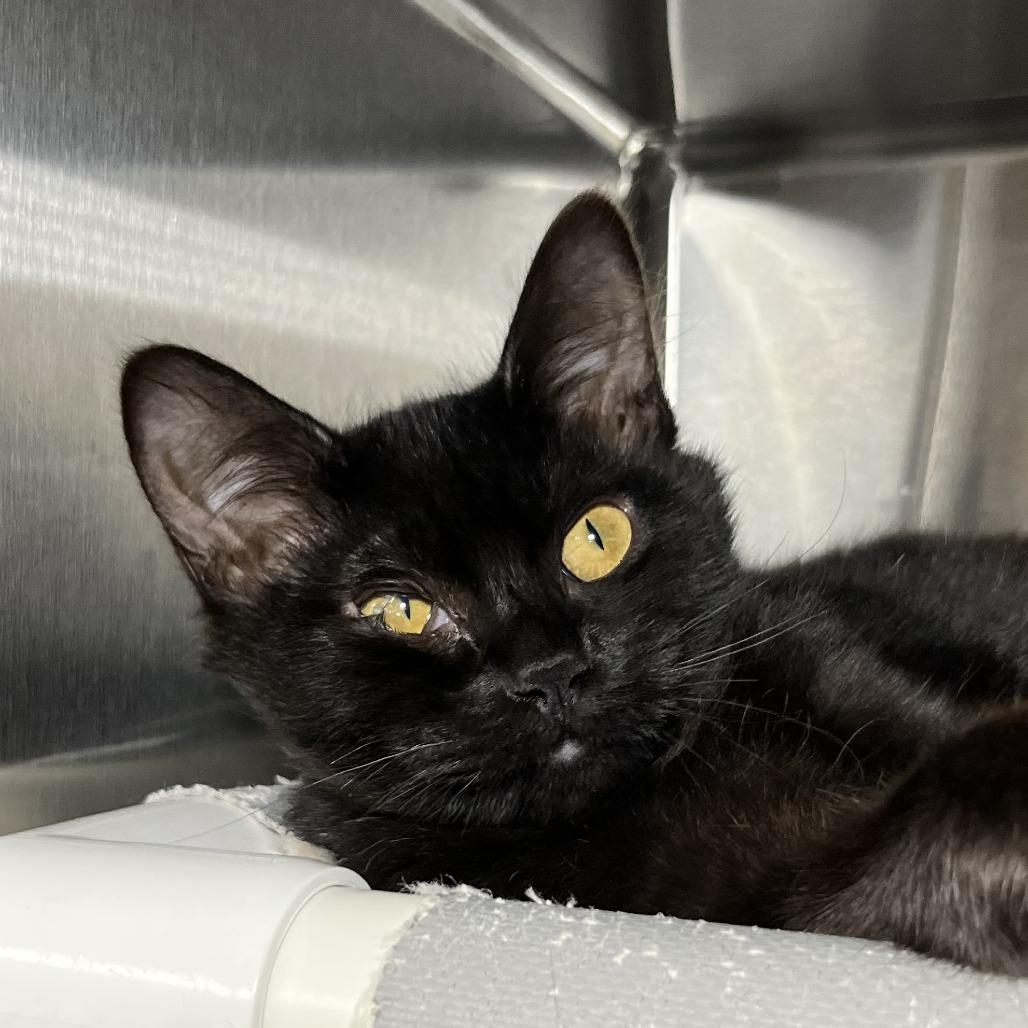 Enlarge Zooble, a Adoptable Domestic Short Hair in Palm Springs, CA image 2/3