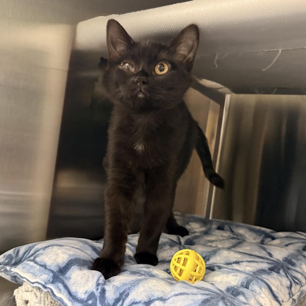 Enlarge Zooble, a Adoptable Domestic Short Hair in Palm Springs, CA image 3/3