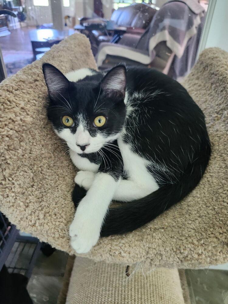 7833 Koko, Adoptable, Kitten Male Domestic Short Hair.