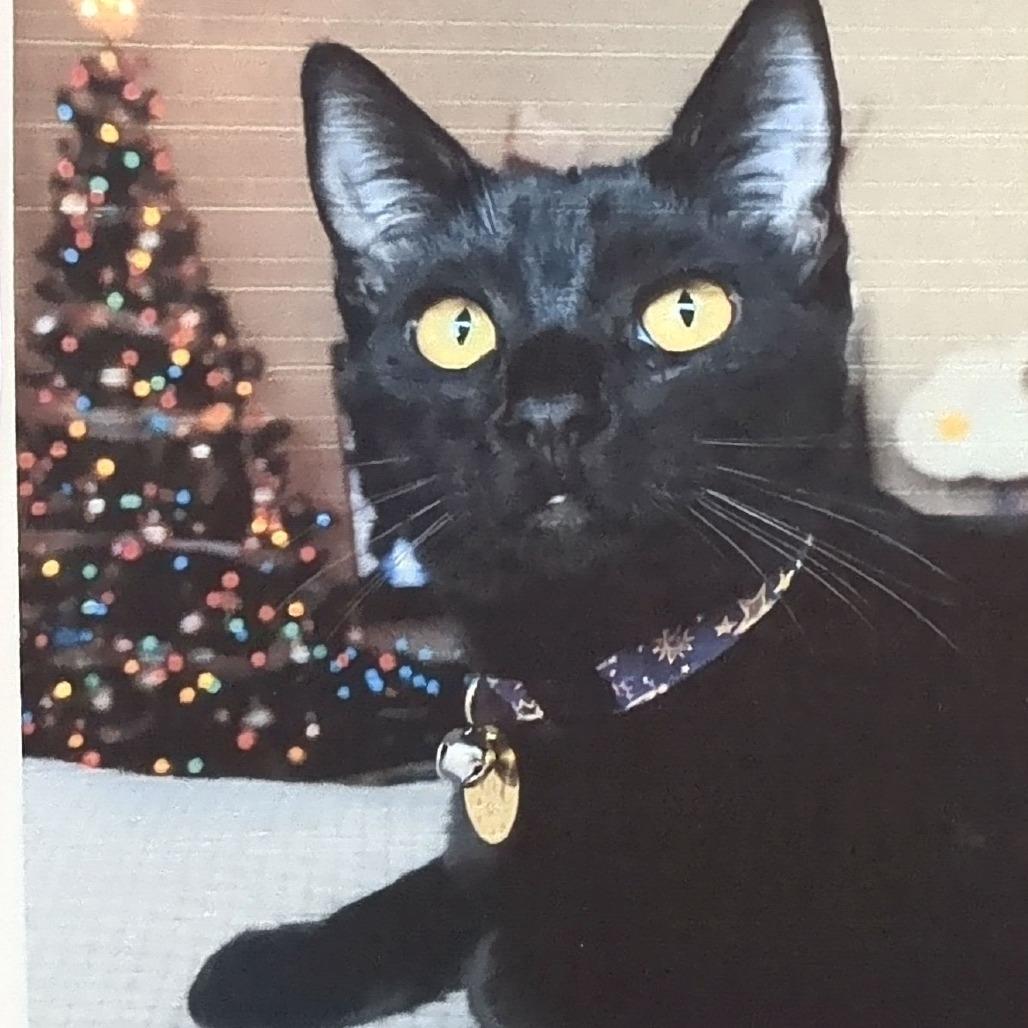 Salem, Adoptable, Adult Male Domestic Short Hair.