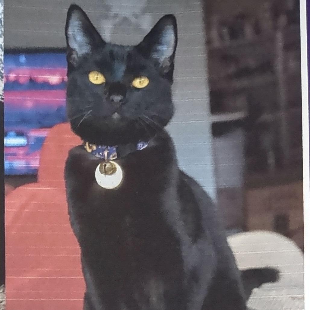 Enlarge Salem, a Adoptable Domestic Short Hair in Pleasant Hill, CA image 2/6