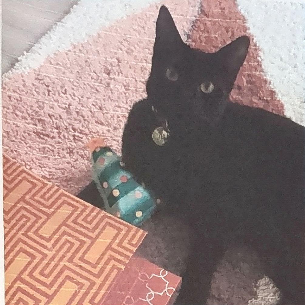Enlarge Salem, a Adoptable Domestic Short Hair in Pleasant Hill, CA image 3/6