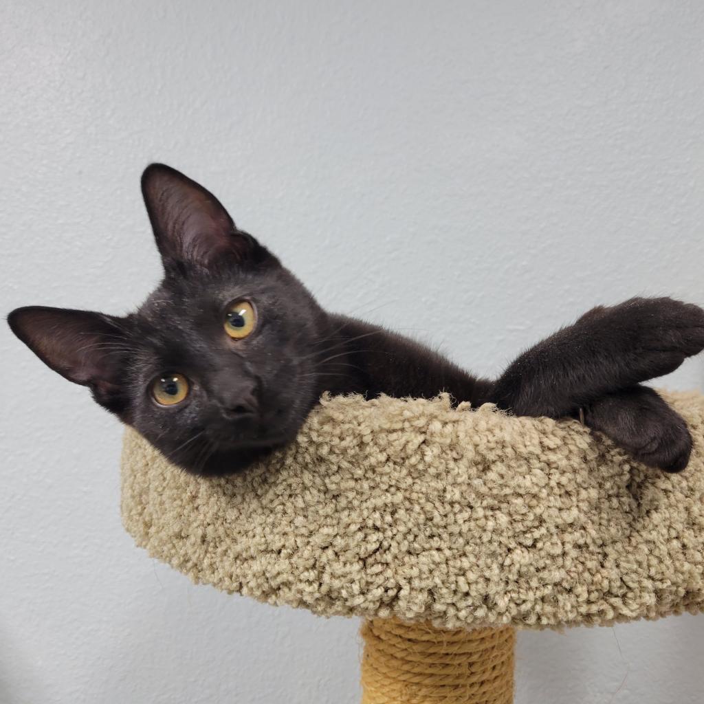 Enlarge Salem, a Adoptable Domestic Short Hair in Pleasant Hill, CA image 4/6