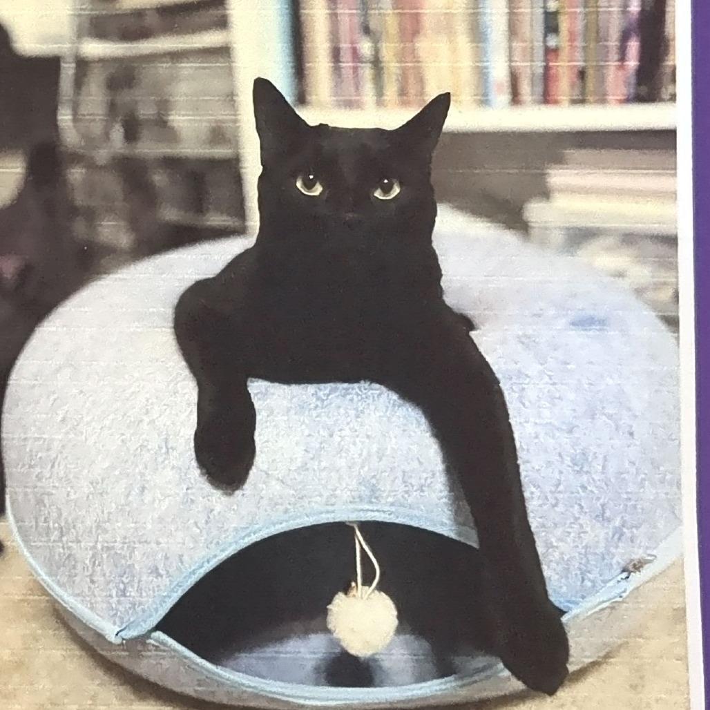 Enlarge Salem, a Adoptable Domestic Short Hair in Pleasant Hill, CA image 5/6
