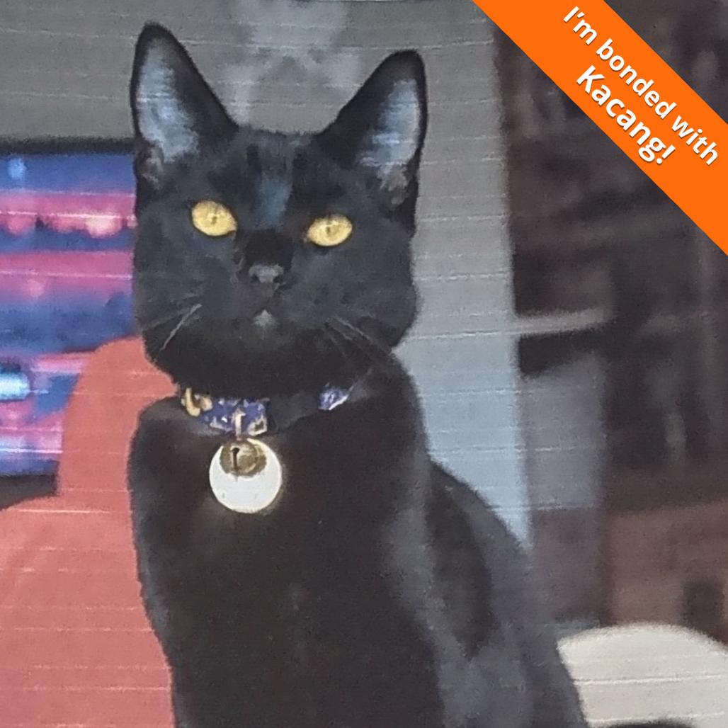 Enlarge Salem, a Adoptable Domestic Short Hair in Pleasant Hill, CA image 6/6