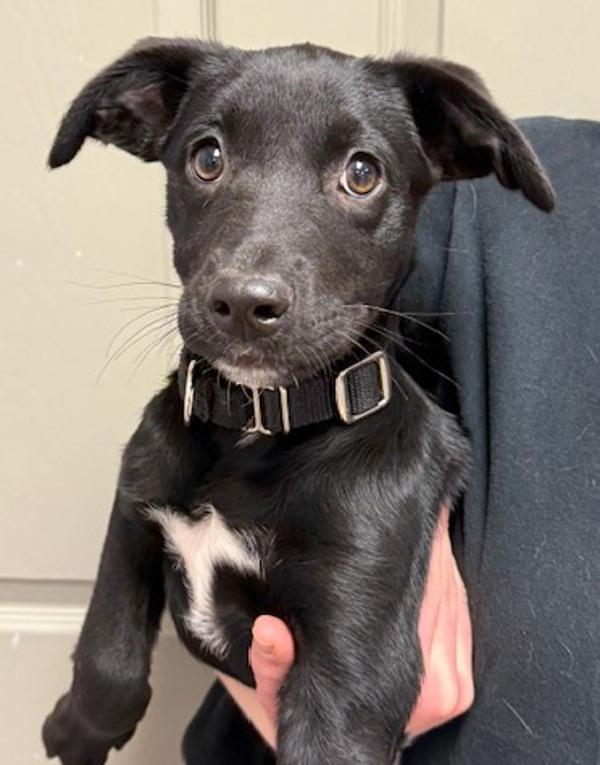Smidge, Adoptable, Puppy Male Labrador Retriever & Border Collie.