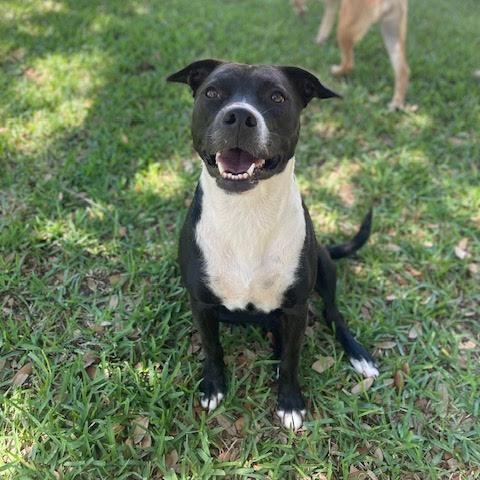 River, Adoptable, Young Female Terrier.