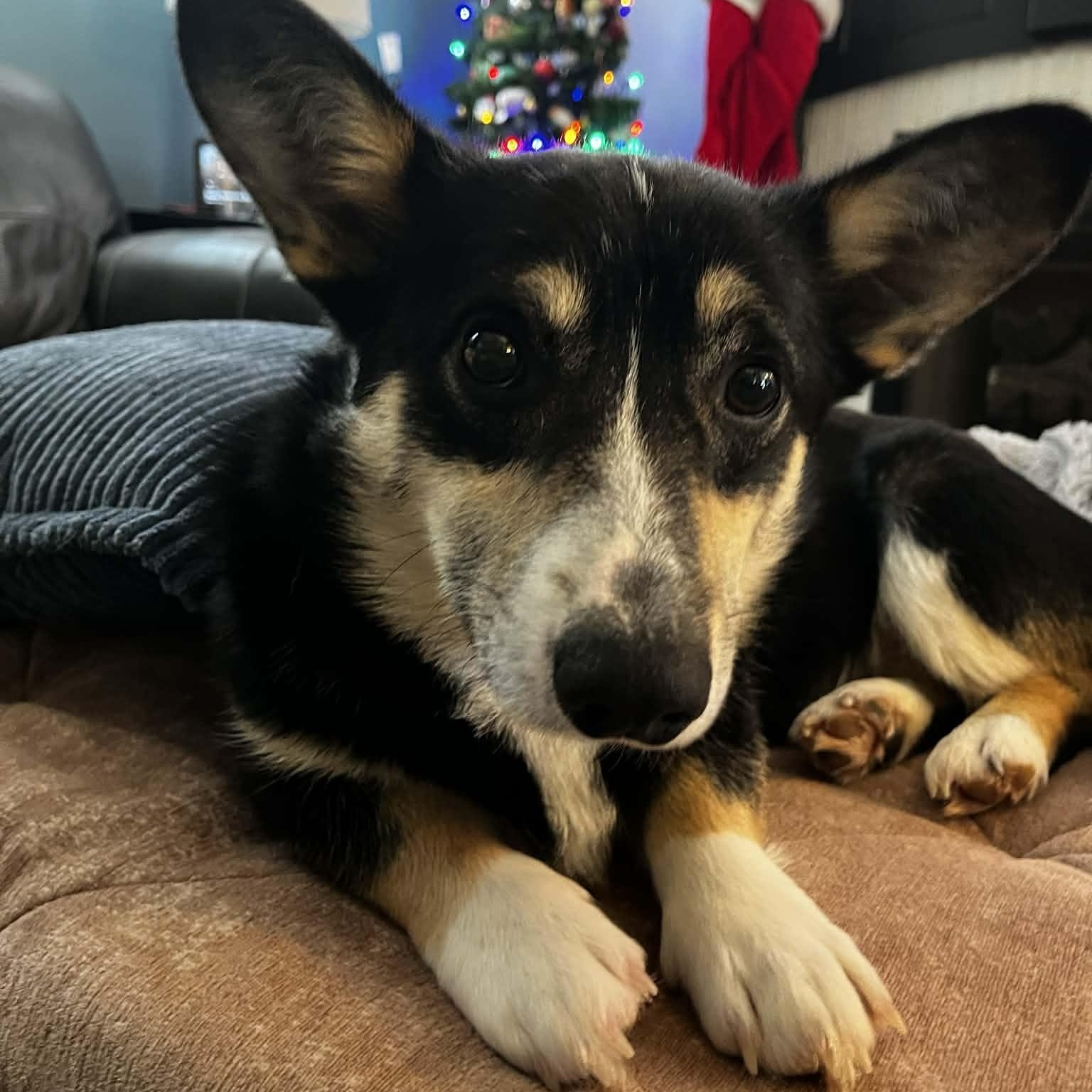 Gustoff , ADOPTABLE, Young Male Cardigan Welsh Corgi.