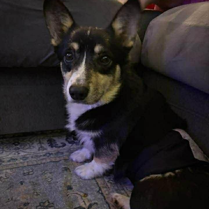 Enlarge Gustoff , a ADOPTABLE Cardigan Welsh Corgi in Buffalo, NY image 3/3
