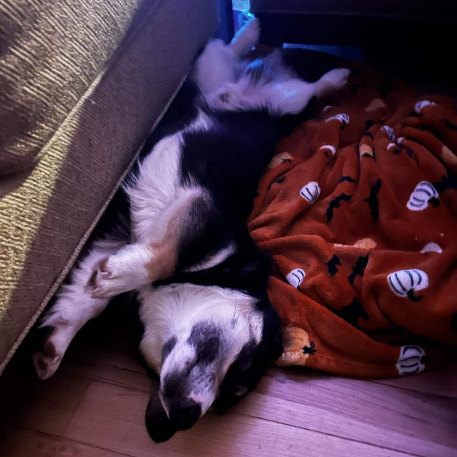 Enlarge Gustoff , a ADOPTABLE Cardigan Welsh Corgi in Buffalo, NY image 2/3