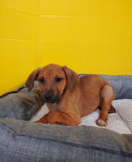Nutmeg, Adoptable, Puppy Female Mixed Breed & Mixed Breed.