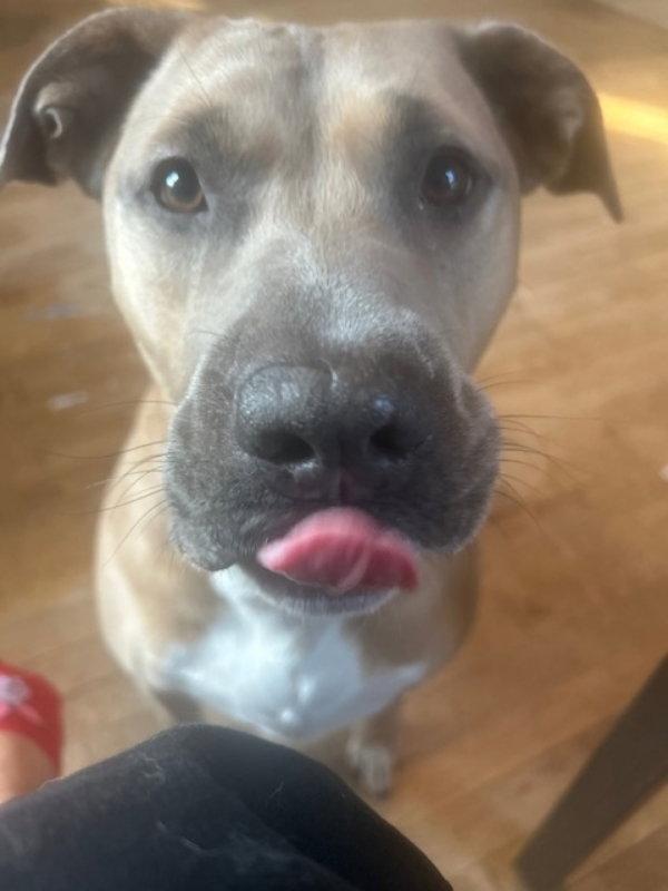 Bella, Adopted, Young Female Labrador Retriever & Pit Bull Terrier.