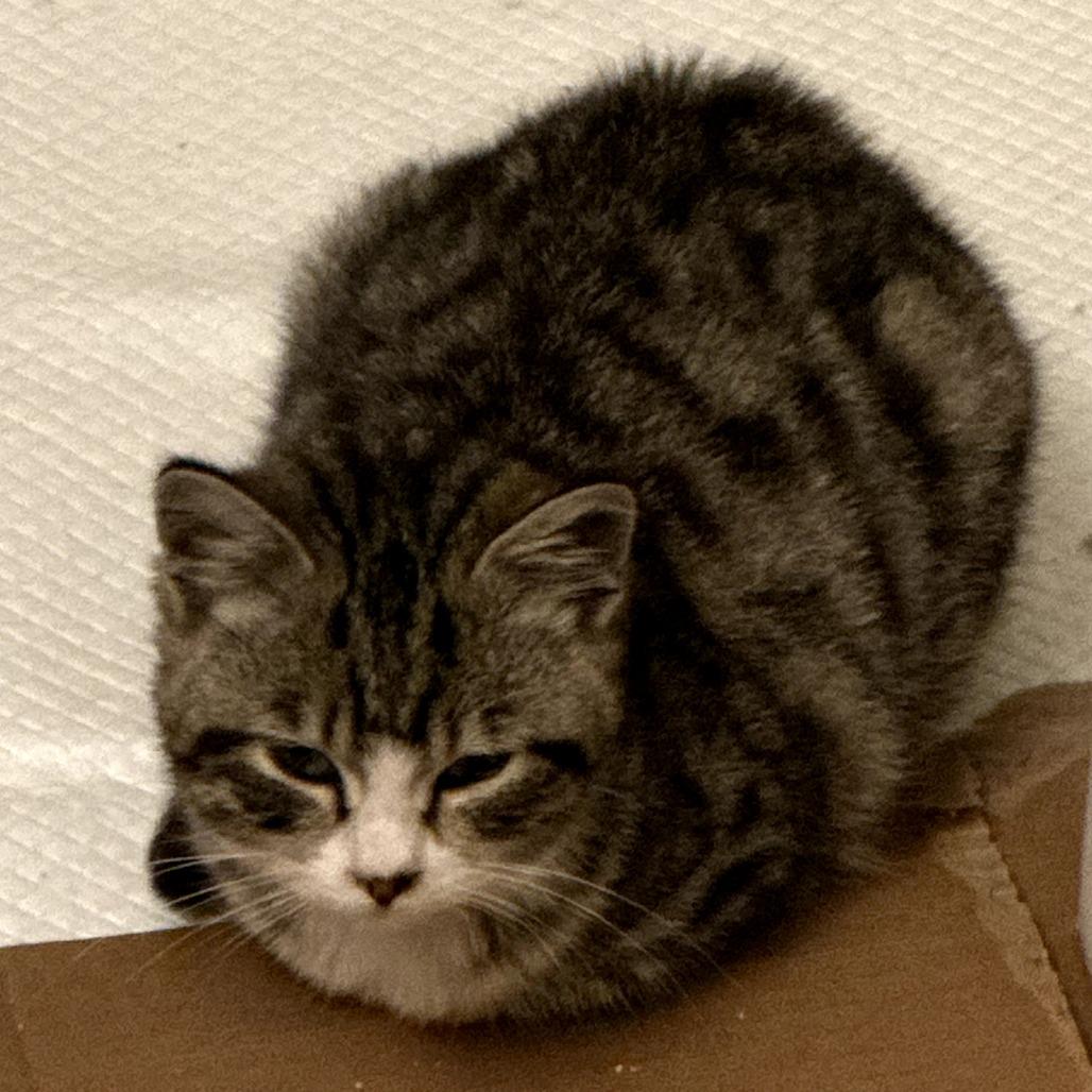 Enlarge Cilantra, a Adoptable Domestic Short Hair in Long Beach, CA image 1/2