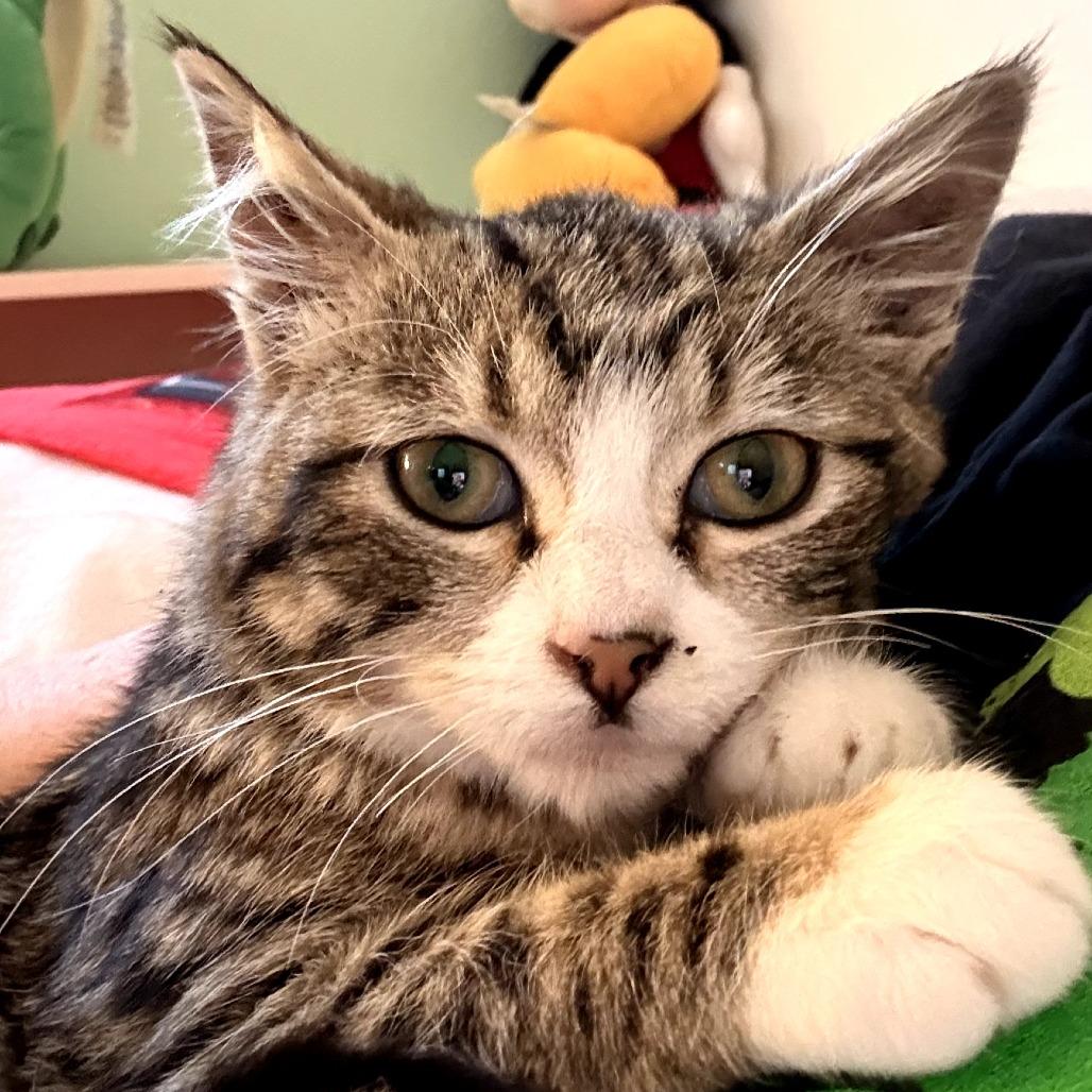 Enlarge Cilantra, a Adoptable Domestic Short Hair in Long Beach, CA image 2/2