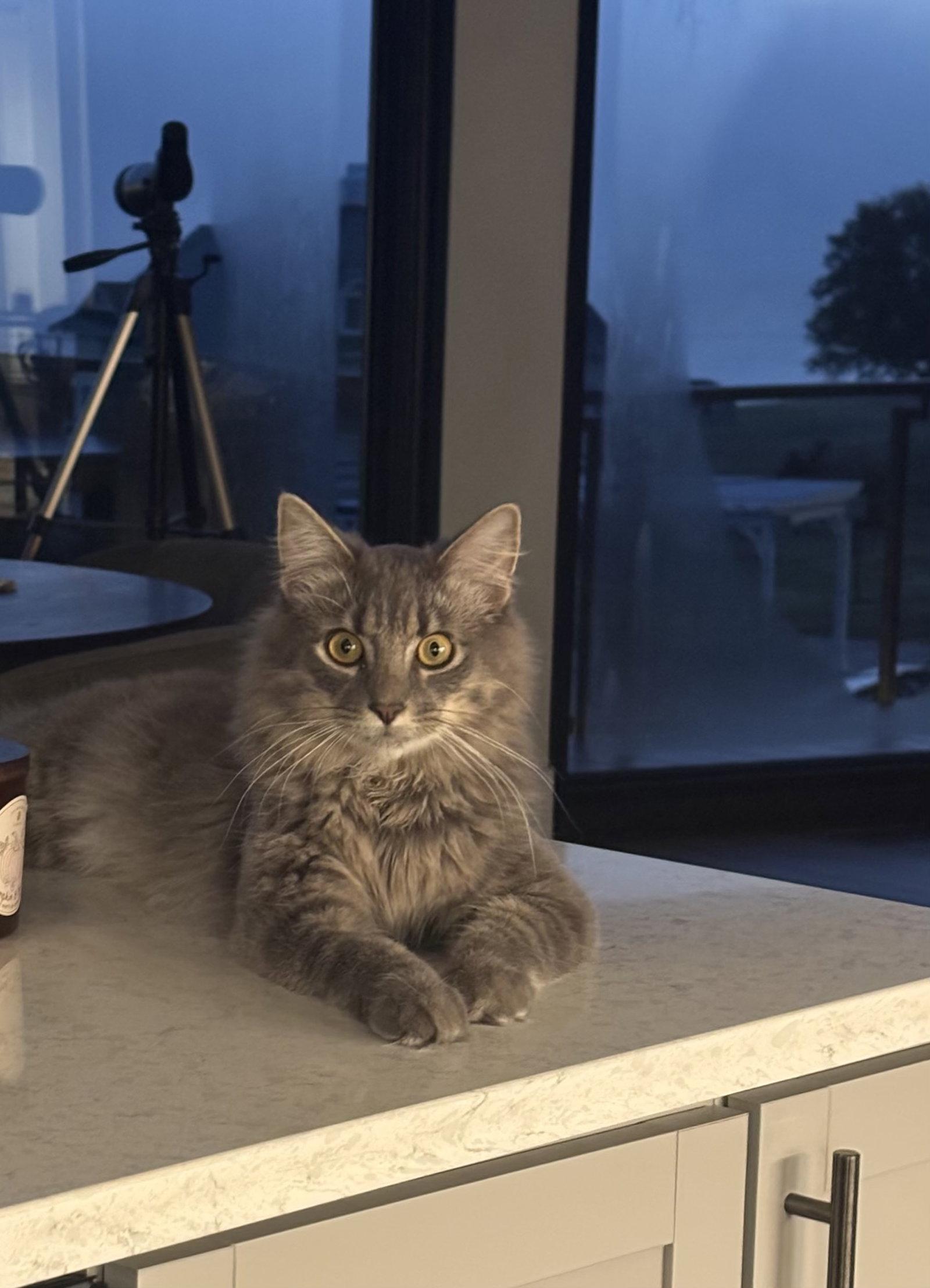 Enlarge Finn, a Adoptable Domestic Long Hair in King George, VA image 1/2