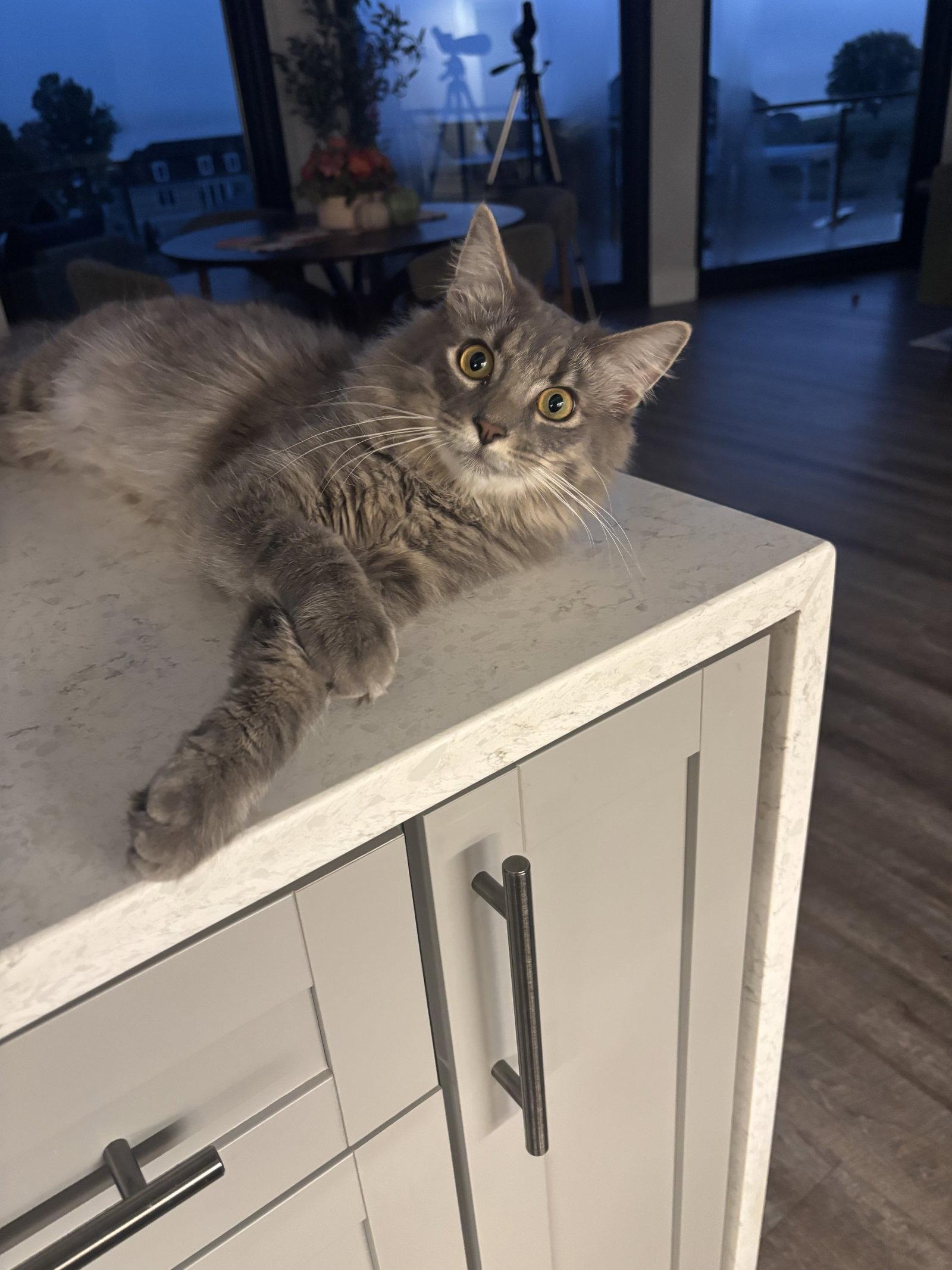Enlarge Finn, a Adoptable Domestic Long Hair in King George, VA image 2/2