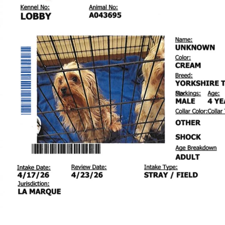 Dante, adopted, Adult Male Yorkshire Terrier.