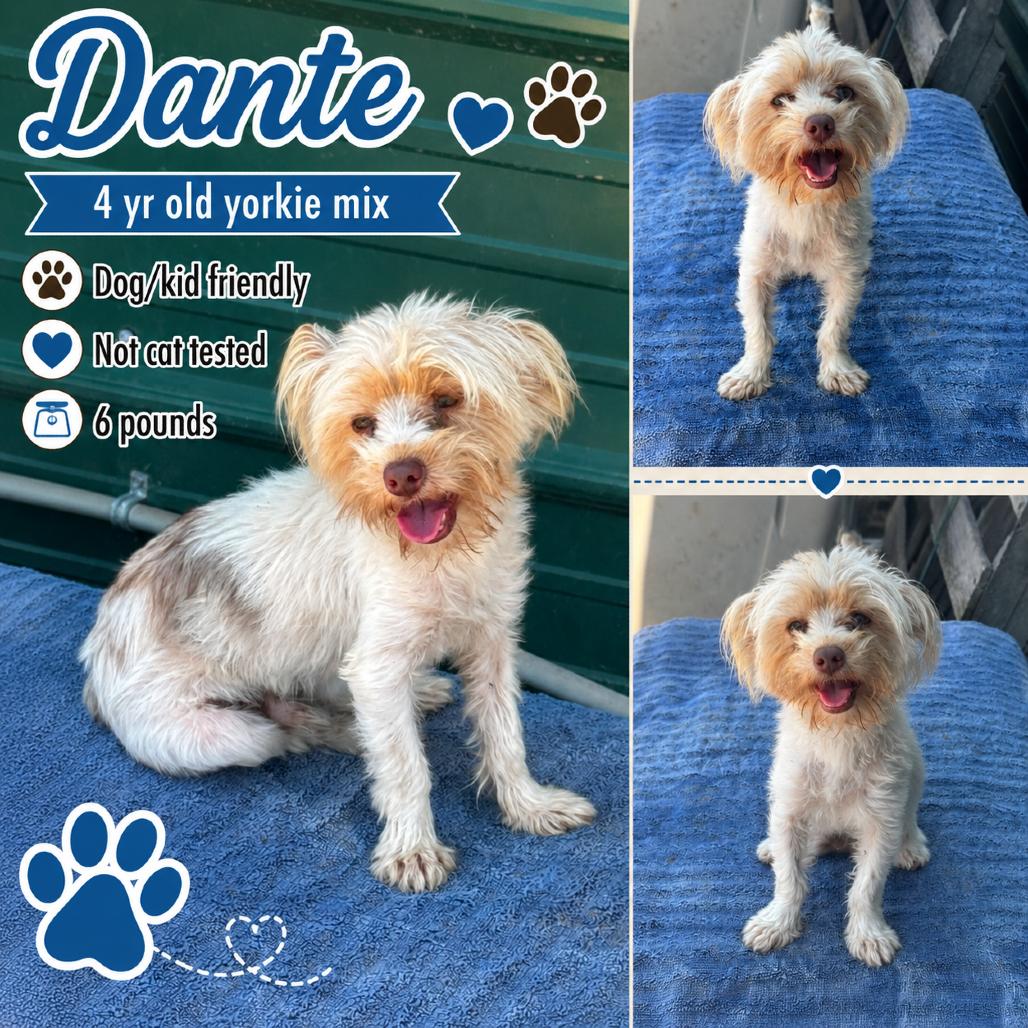 Dante, an adopted Yorkshire Terrier in Halifax , NS image 2/3