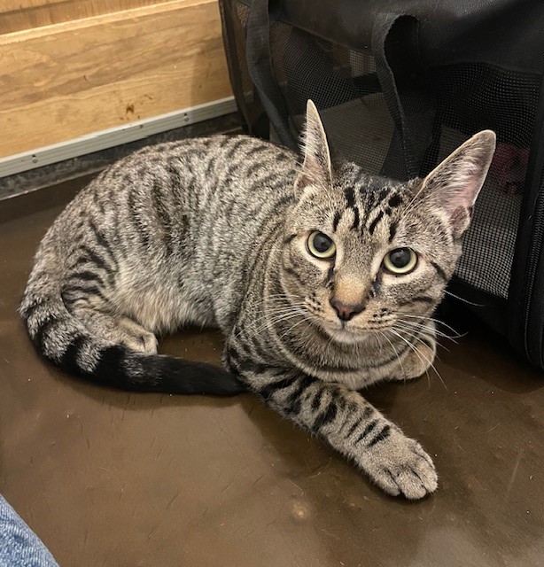 Jacob (LE), Adoptable, Adult Male Domestic Short Hair.