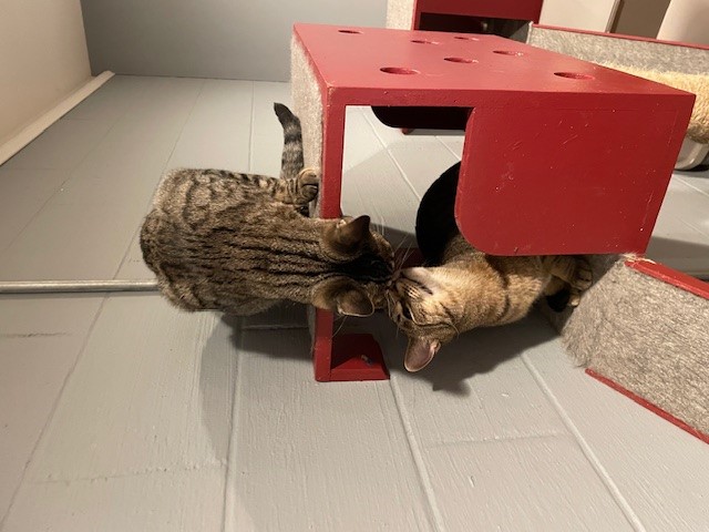 Jacob (LE), a Adoptable Domestic Short Hair in Little Falls, NJ image 2/5