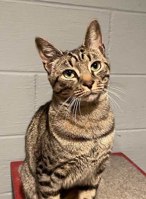 Jacob (LE), a Adoptable Domestic Short Hair in Little Falls, NJ image 3/5