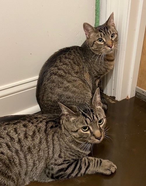 Jacob (LE), a Adoptable Domestic Short Hair in Little Falls, NJ image 4/5