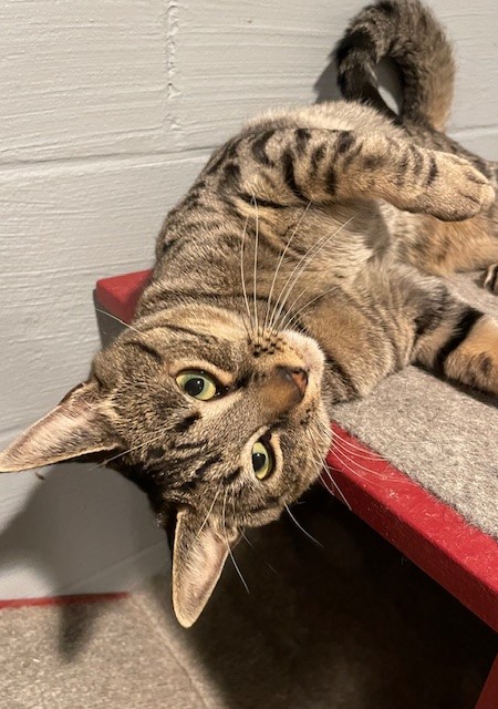 Jacob (LE), a Adoptable Domestic Short Hair in Little Falls, NJ image 5/5