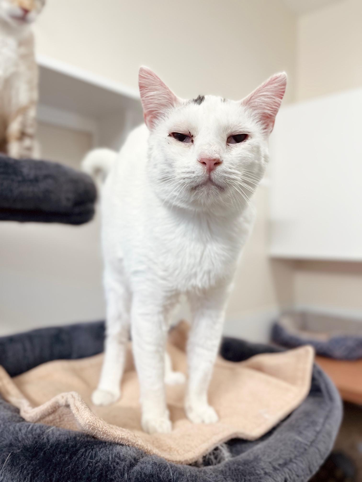 Penny, a ADOPTABLE Domestic Short Hair in Boise, ID image 2/2