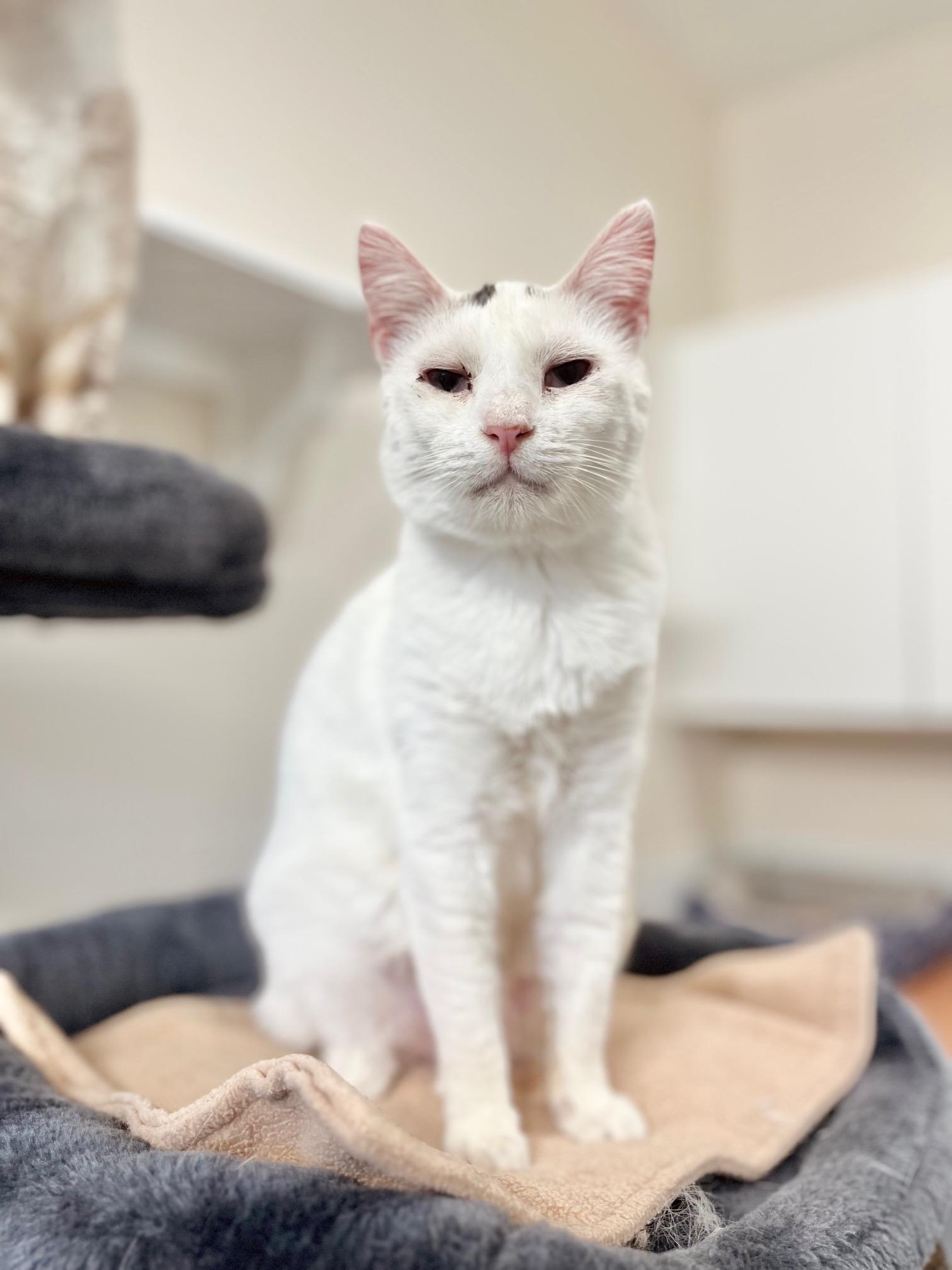 Penny, ADOPTABLE, Adult Female Domestic Short Hair.