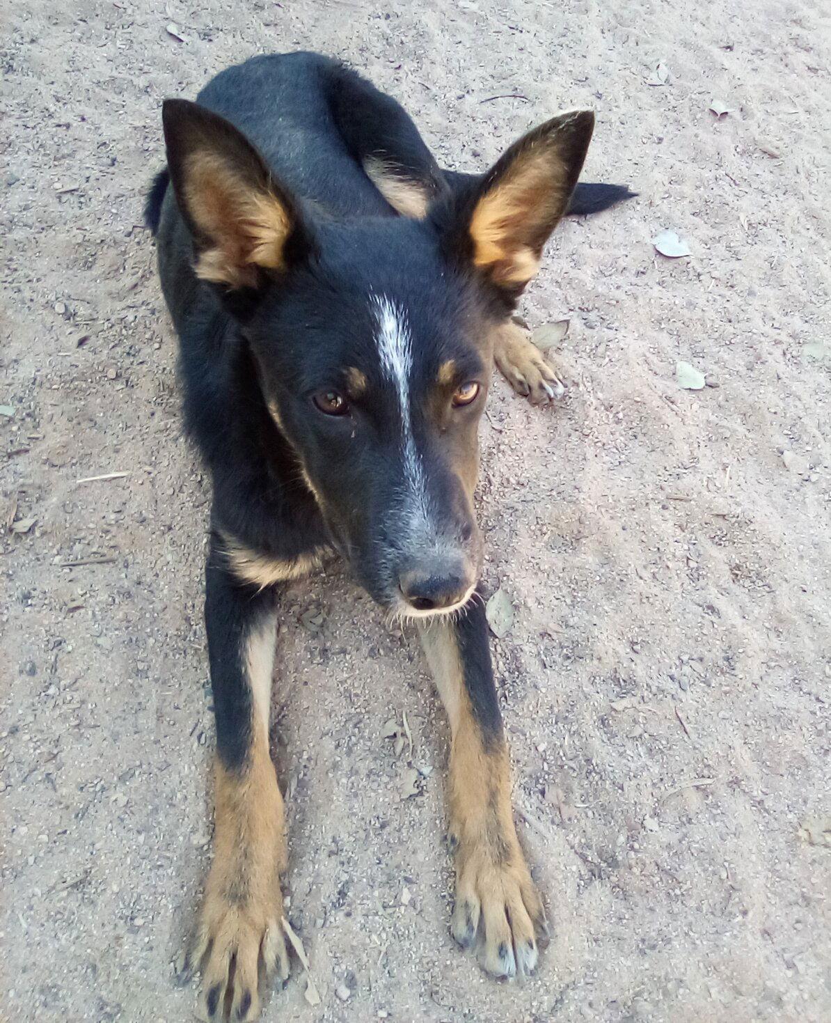 Enlarge Wanda, a Adoptable Shepherd in Apple Valley, CA image 1/3