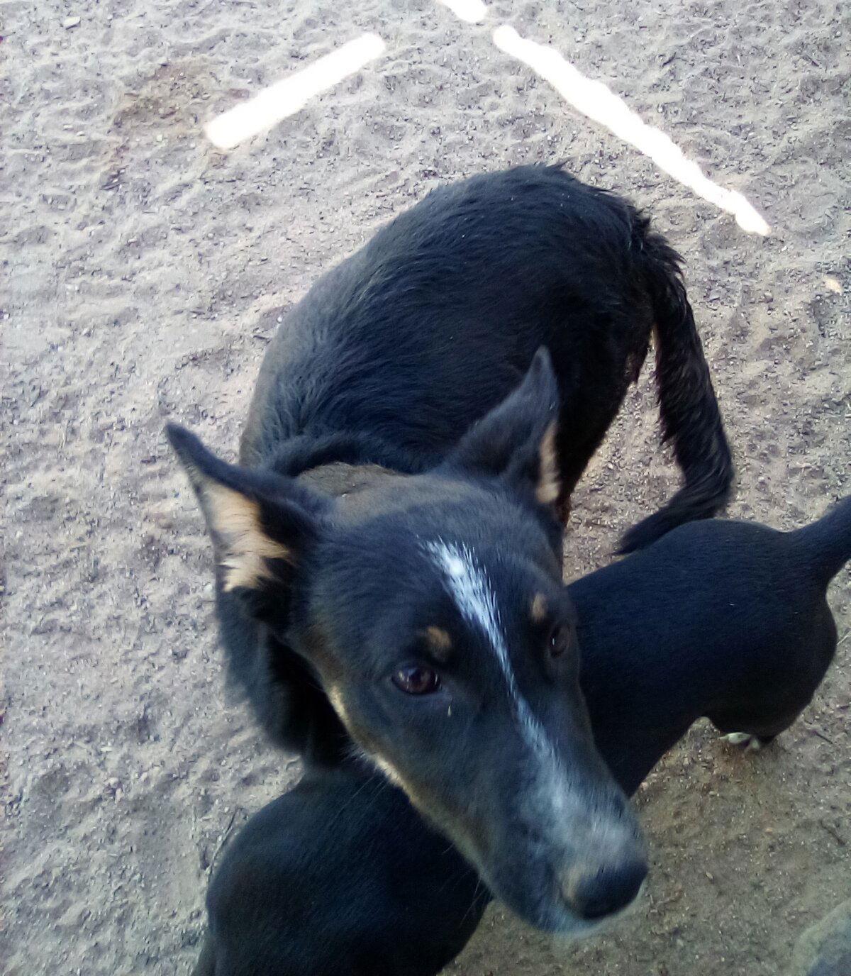 Enlarge Wanda, a Adoptable Shepherd in Apple Valley, CA image 2/3