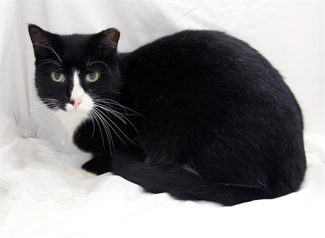 SAMMY, Adoptable, Young Male Domestic Short Hair.