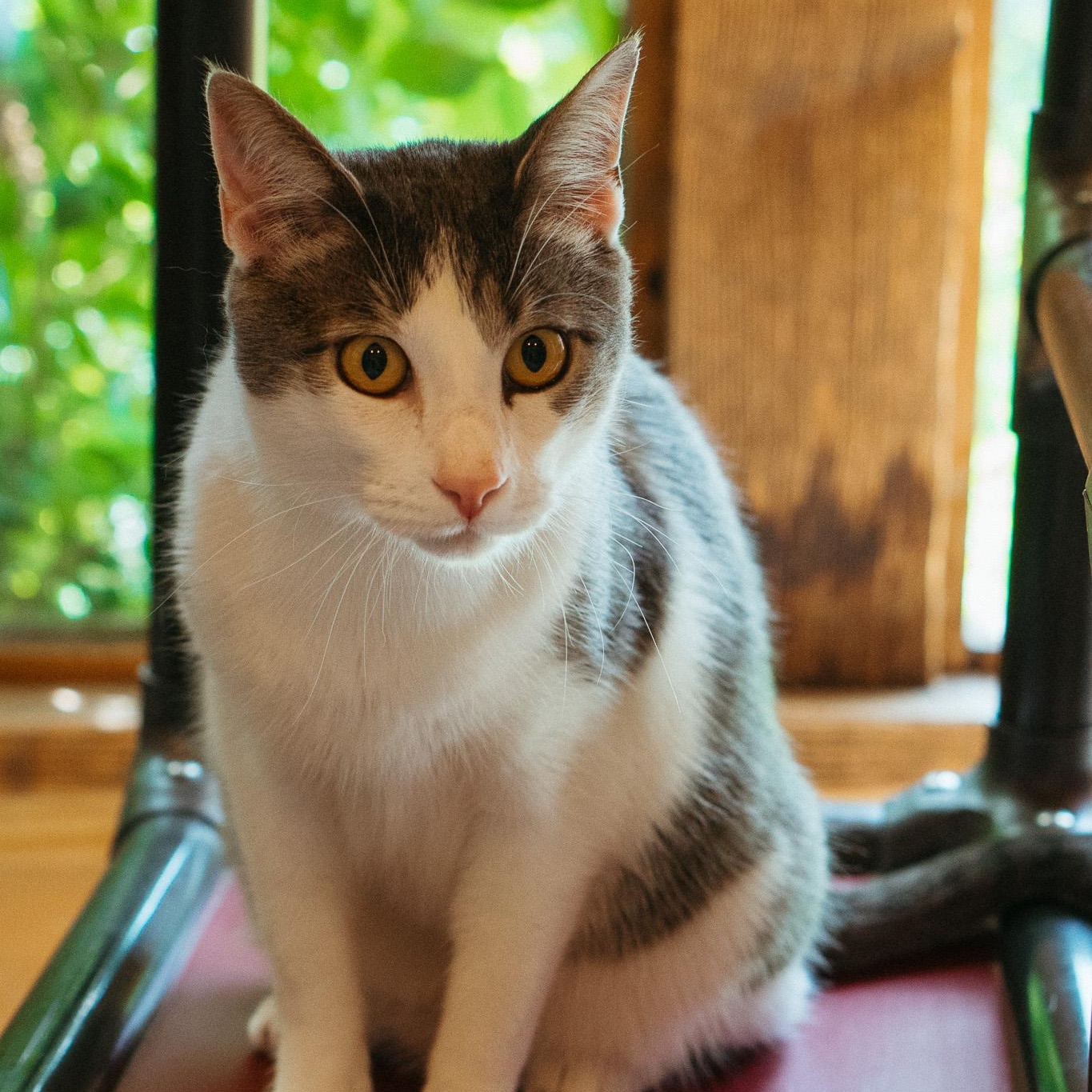 Enlarge Frank, a Adoptable mixed breed in Jackson, WY image 1/1