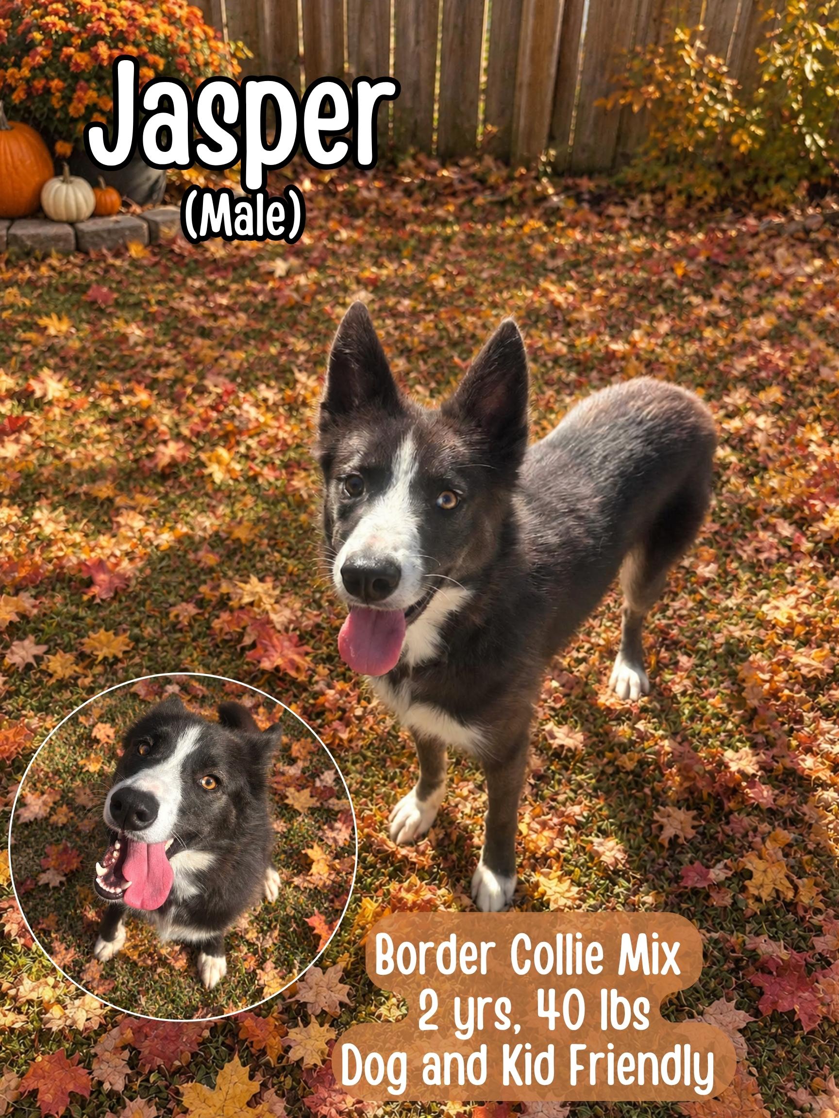 Enlarge Jasper, a Adoptable Border Collie in Lancaster, KY image 1/4