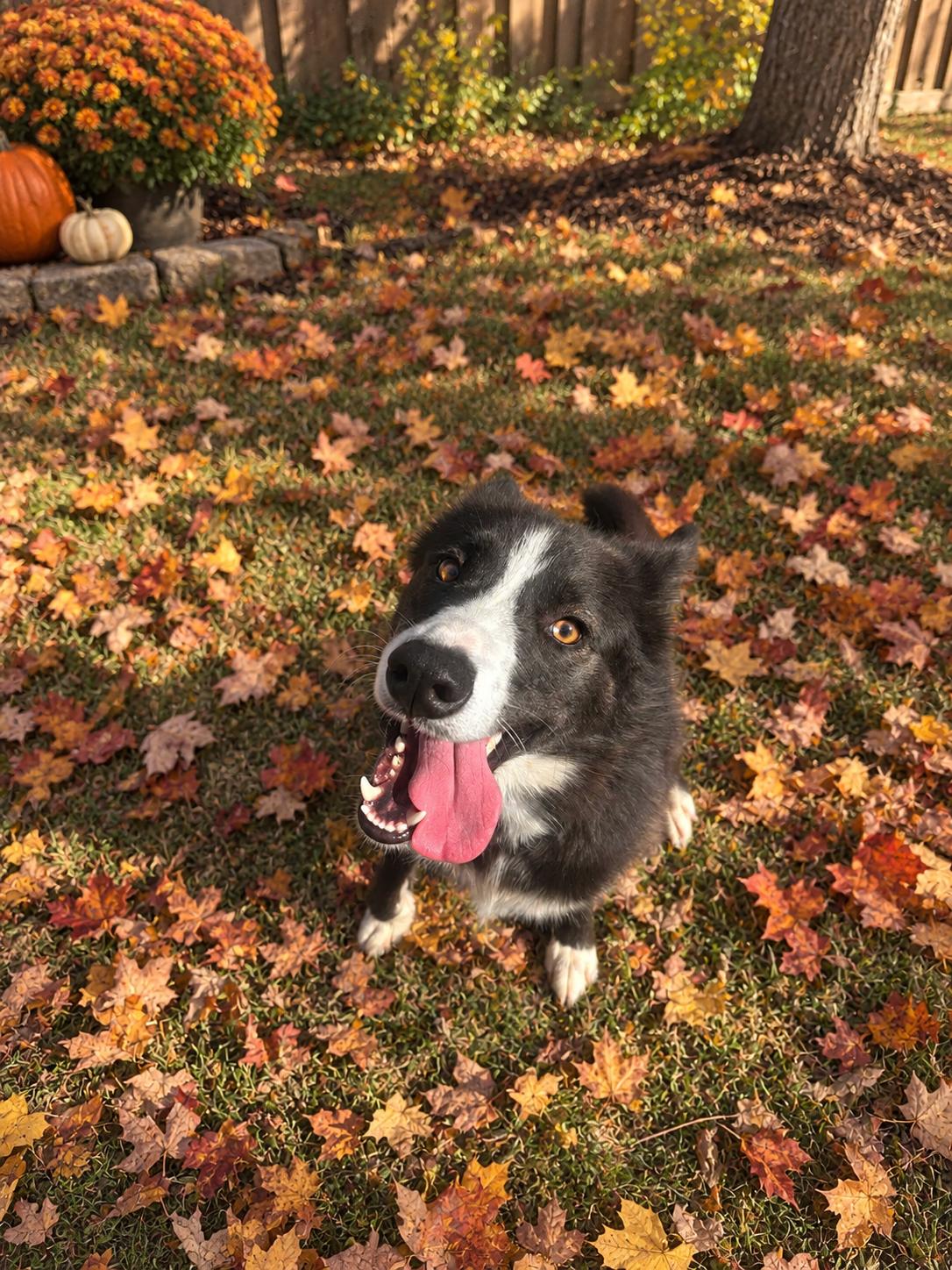 Enlarge Jasper, a Adoptable Border Collie in Lancaster, KY image 3/4