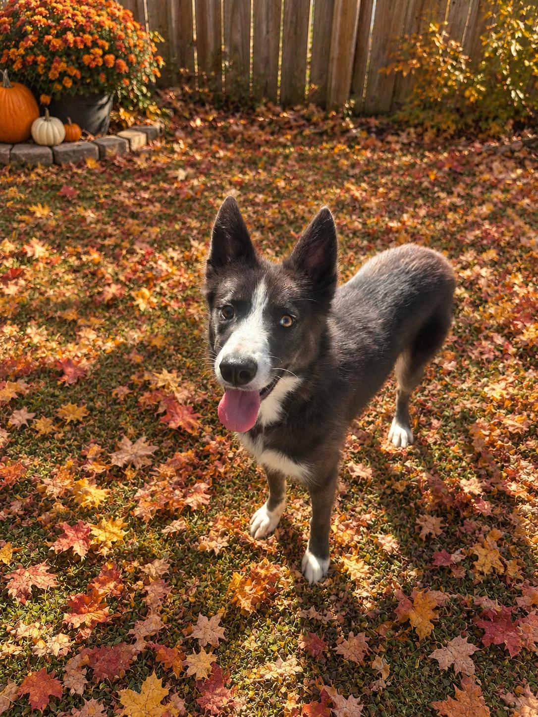 Enlarge Jasper, a Adoptable Border Collie in Lancaster, KY image 4/4