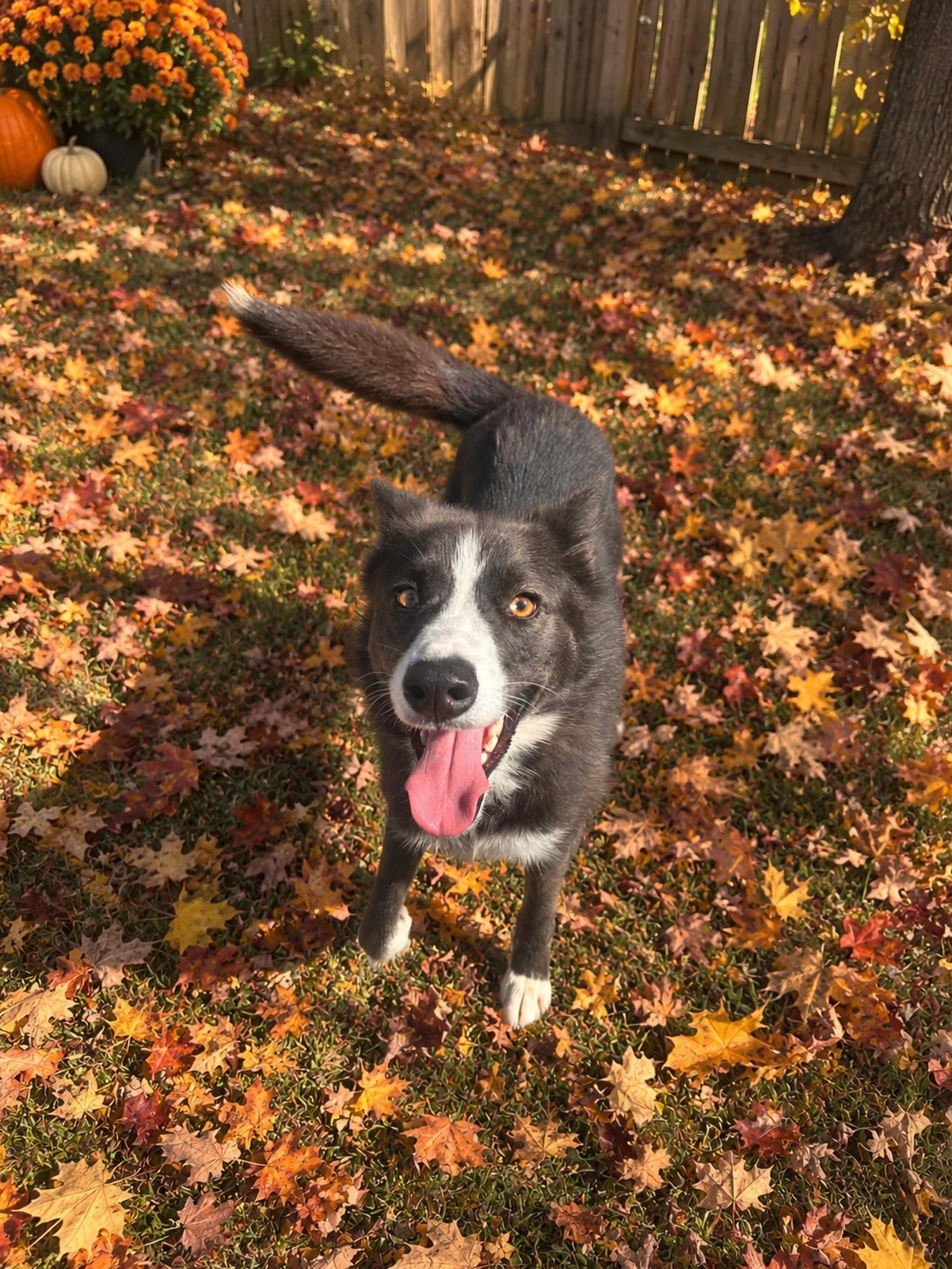 Enlarge Jasper, a Adoptable Border Collie in Lancaster, KY image 2/4
