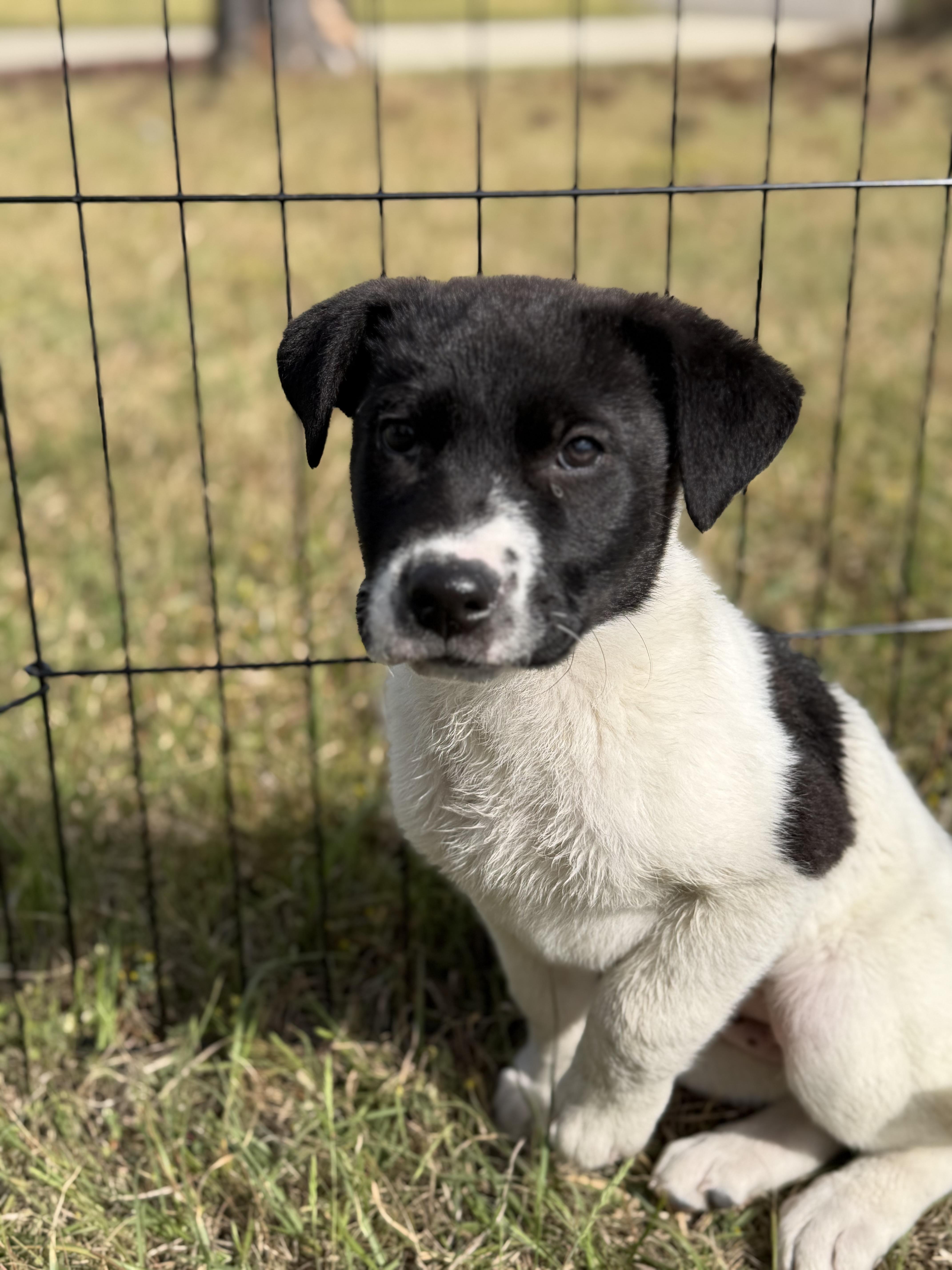 Enlarge Pepper (aka: Peppa) , a ADOPTABLE mixed breed in Sanford, NC image 3/3