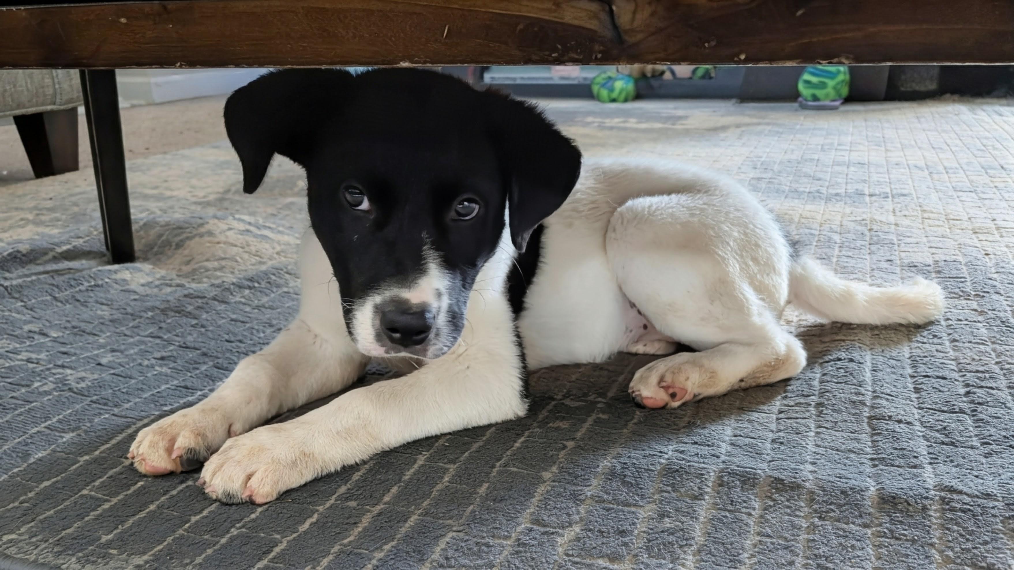 Enlarge Pepper (aka: Peppa) , a ADOPTABLE mixed breed in Sanford, NC image 2/3