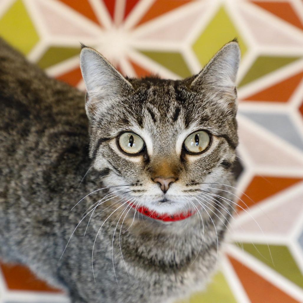 Enlarge Sweetie, a Adoptable Domestic Short Hair in Tampa, FL image 1/3