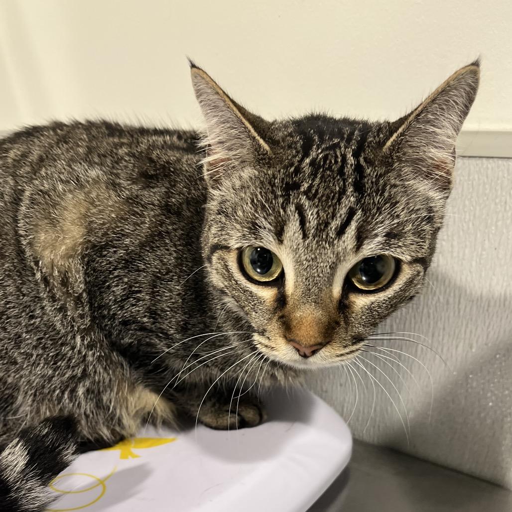 Enlarge Sweetie, a Adoptable Domestic Short Hair in Tampa, FL image 3/3