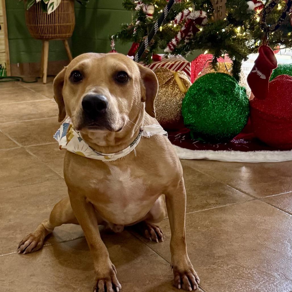 3835 AL CAPONE, Adoptable, Young Male Mixed Breed.