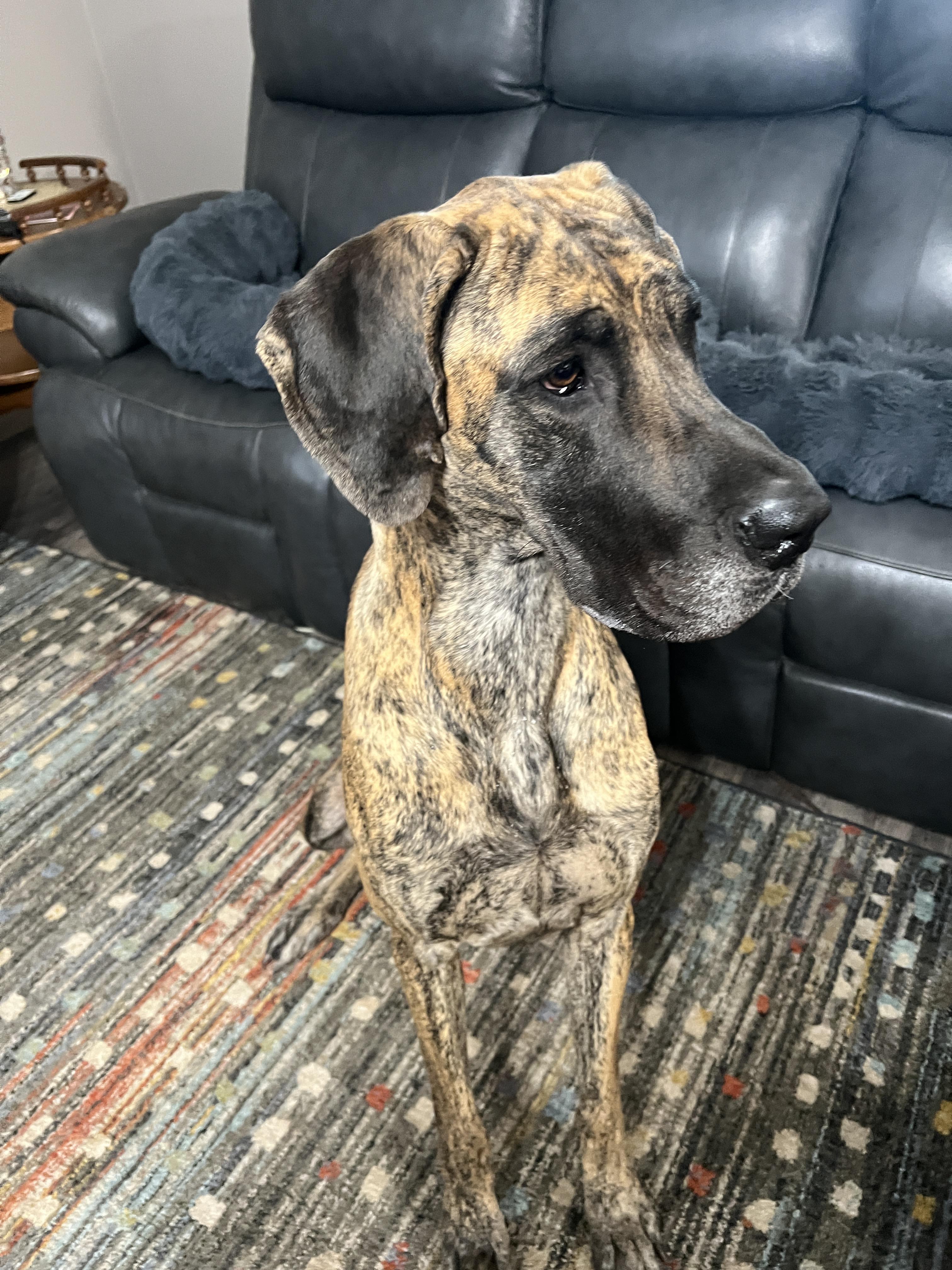 Enlarge Daisy, a Adoptable Great Dane in Paradise, TX image 5/6